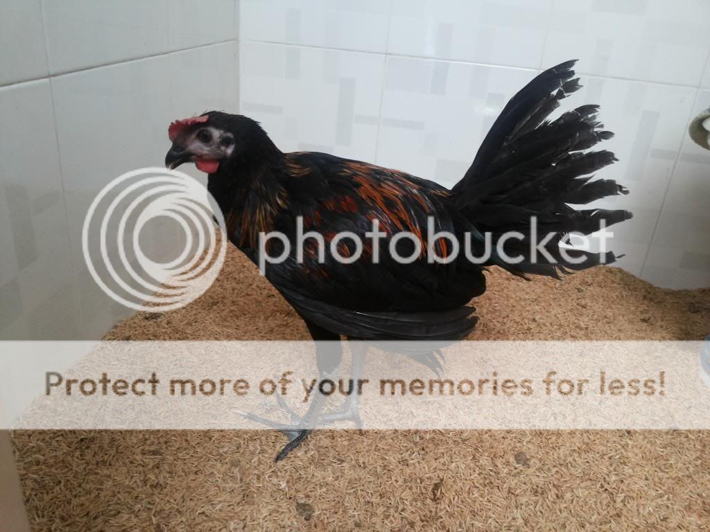 ga peru gat 3 thang - 5