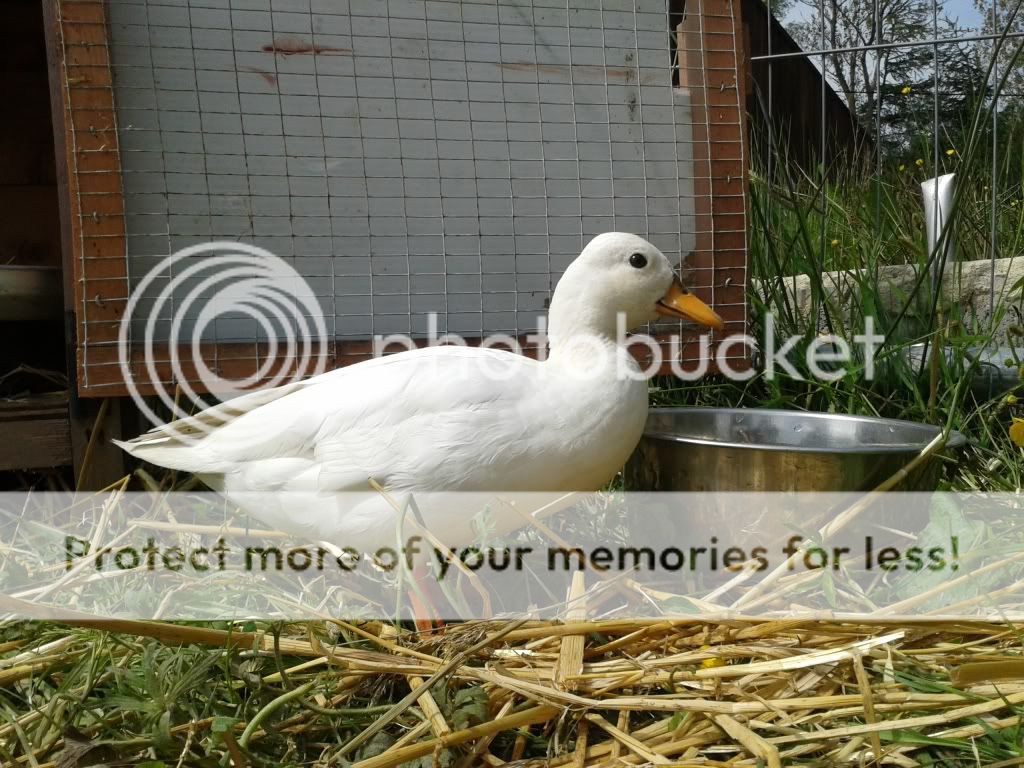 20130606_110000_zpsc355cd2e.jpg