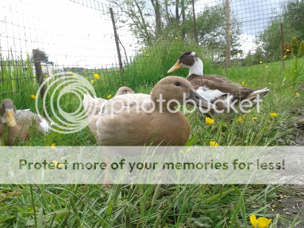 20130614_155916_zpscb243edd.jpg