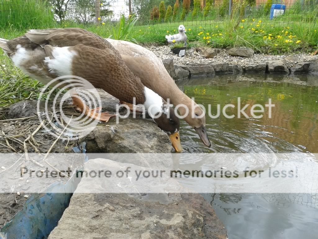 20130614_155933_zpsd6a49bfd.jpg