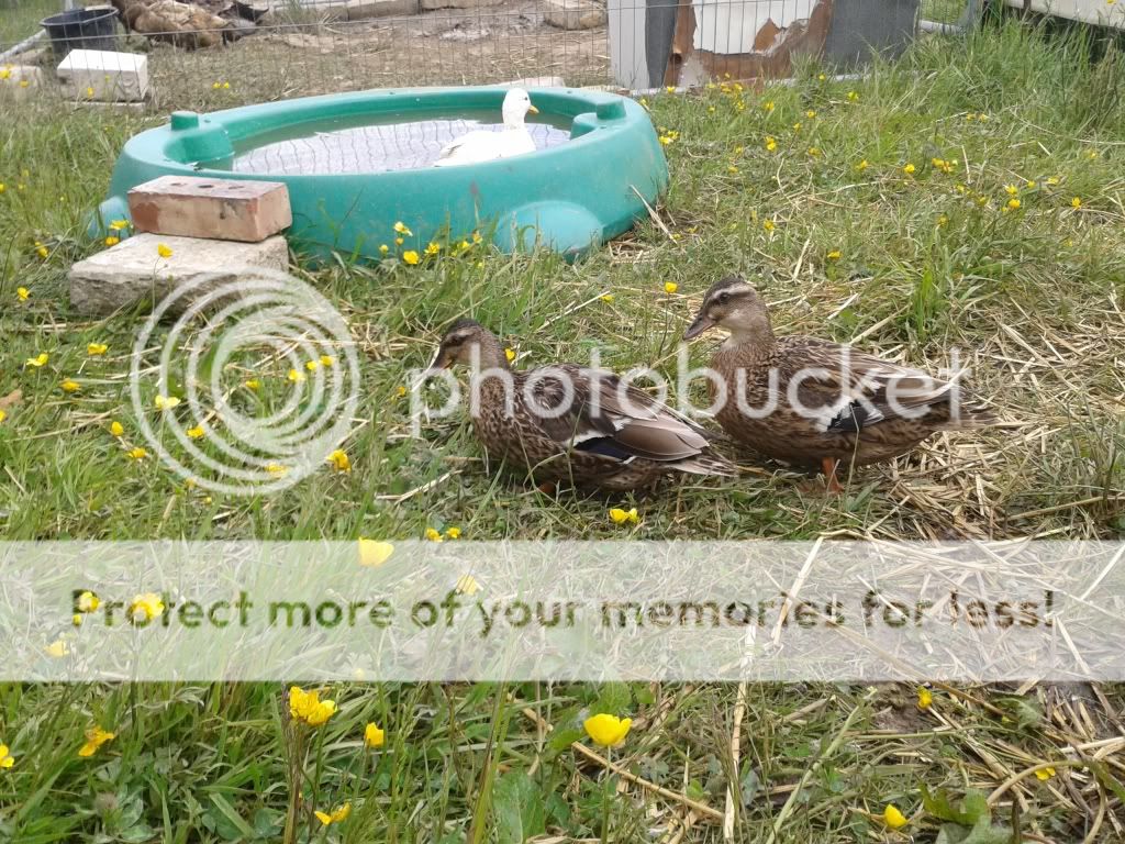 20130614_160252_zps188d11dc.jpg