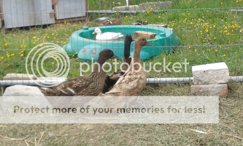 Screenshot_2013-06-14-16-15-45_zps8b7b35