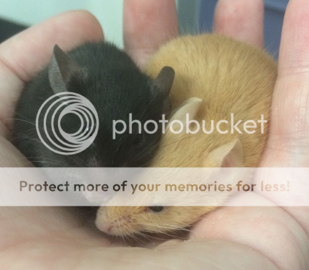 Fancy Mice Breeders • View topic First Litter (Ginger and Pepper)