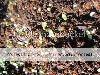 Lettuce 04/25/14