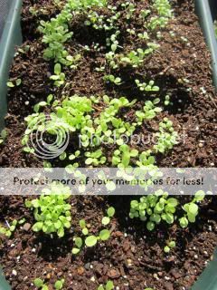 Lettuce 05/03/14