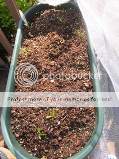 Spinach 05/03/14