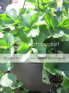 Strawberries 05/03/14