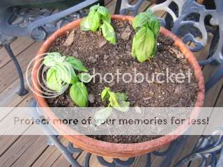 Basil 05/09/14