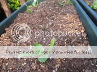 Spinach 05/09/14