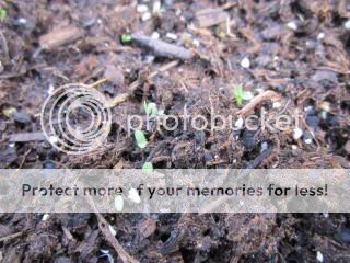 Spring Crisp Lettuce 05/09/14