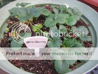 Strawberries 05/09/14