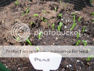 Peas 05/09/14