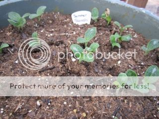 Summer squash 05/09/14