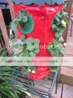 Strawberries 05/09/14