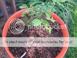 Blueberries 05/09/14