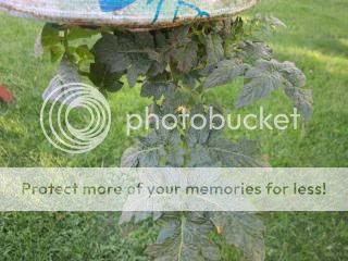 Cherry tomatoes 05/09/14