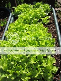 Lettuce 05/17/14