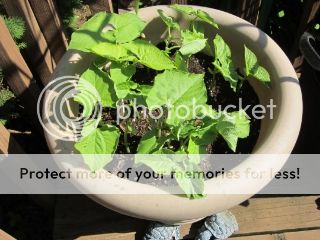 Green beans 05/17/14