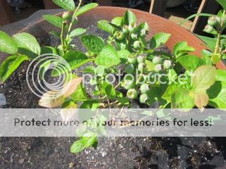 Blueberries 05/17/14