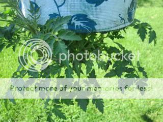 Tomatoes 05/17/14