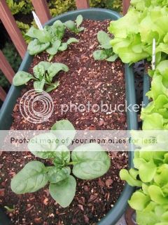 Spinach 05/23/14