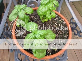 Basil 05/23/14