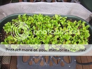 Spring Crisp Lettuce 05/23/14
