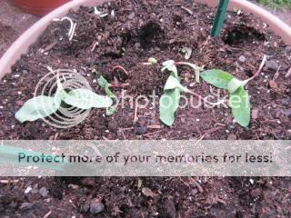Sunflowers 05/23/14