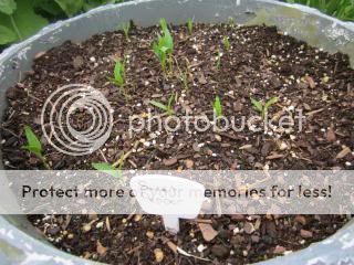 Sweet peppers 05/23/14