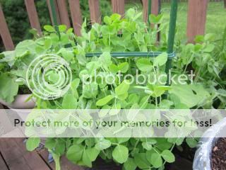 Peas 05/23/14