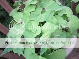 Green beans 05/23/14