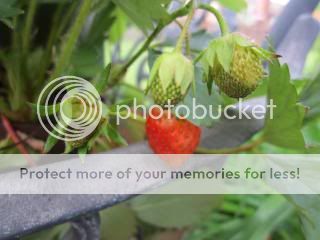 Strawberries 05/23/14