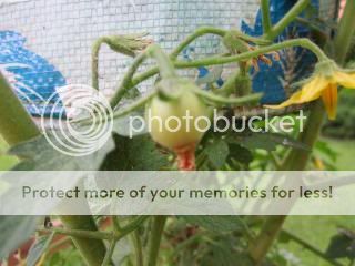 Tiny tomato 05/23/14