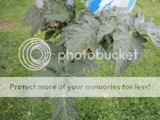 Tomatoes 05/23/14