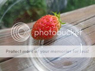 My first strawberry 05/24/14