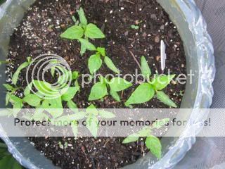 Sweet peppers 05/31/14