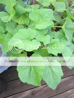 Summer Squash 05/31/14