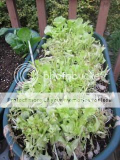 Lettuce 05/31/14