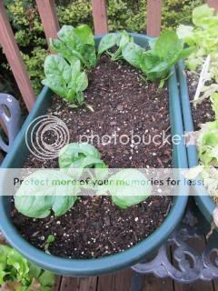 Spinach 05/31/14