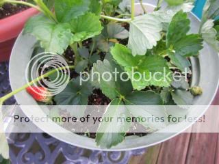 Strawberries 05/31/14
