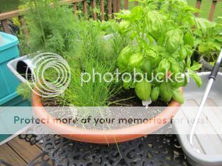 Herbs 06/06/14