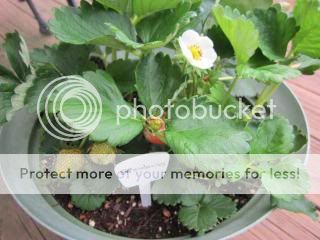 Strawberries 06/06/14