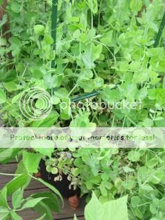 Peas 06/06/14