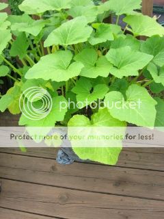 Summer Squash 06/06/14