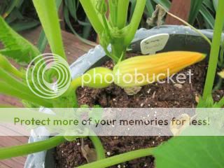 Baby squash! 06/06/14