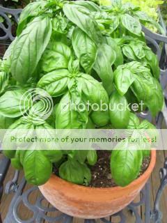 Basil 06/06/14