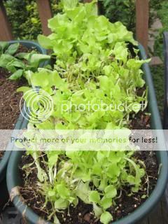 Lettuce 06/06/14