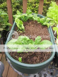 Spinach 06/06/14