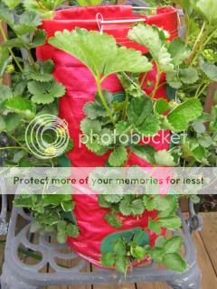 Strawberries 06/06/14