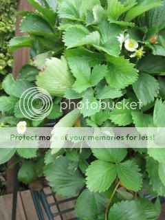Strawberries 06/06/14